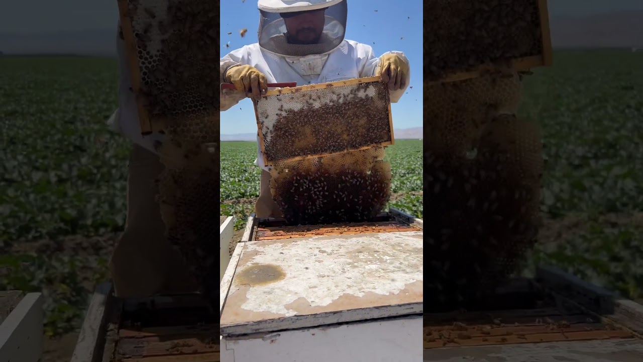 Architectural Apiary #bees #valleygoldhoney