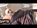 "Тупой и еще тупее": террорист Моторола прострелил живот российскому ...
