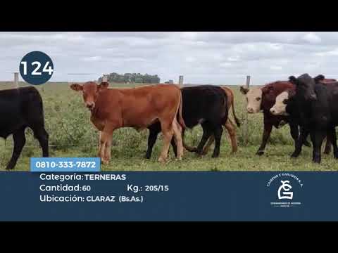 Lote Hembras - Claraz Bs As