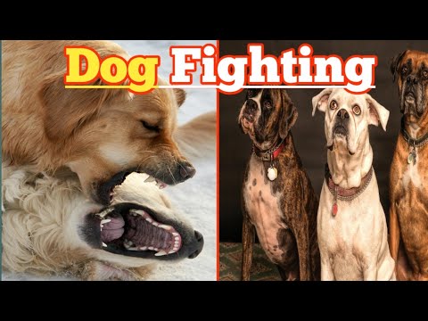 Dogs Fighting Video|| Wild Video|| Dogs Fighting #dogs #doglover #wildvideos