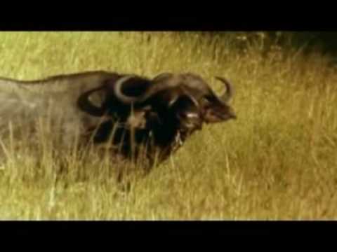 Philippe Lavil - Savanna Kumba (Music video)