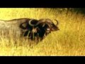 Philippe Lavil - Savanna Kumba (Non official ...