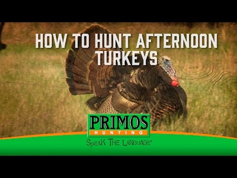 How to Hunt Afternoon Turkeys