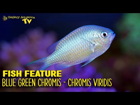 Chromis zelený (Chromis viridis) — video o chove a starostlivosti
