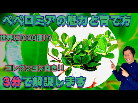 園芸 中国のお金の植物、宣教師の植物、ペペロミアの葉ピレア
