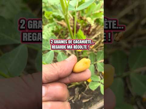 How Do Peanuts Grow? Watch My Harvest from 2 Planted Seeds!