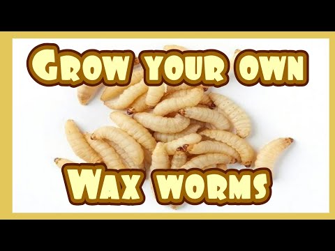 How to Grow Wax Worms