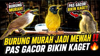 Download lagu LUAR BIASA BURUNG INI‼️ BAHANAN DIBUANG² PAS GACOR ENAK DI DENGAR 🔥 PANTESAN DI CARI mp3 Download lagu LUAR BIASA BURUNG INI‼️ BAHANAN DIBUANG² PAS GACOR ENAK DI DENGAR 🔥 PANTESAN DI CARI mp3