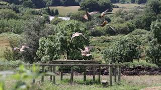 Red Kite feeding at Bellymack Farm, Dumfries & Galloway, June 2023