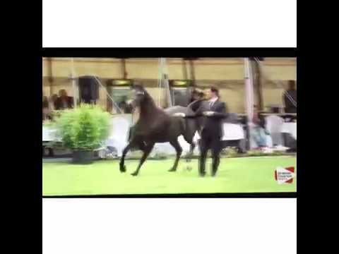 Gold champion mare Ströhen 2015 championships Erianna F.M.A owner Alkhashab Arabians