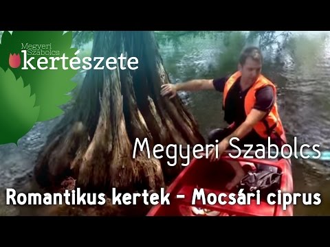 Romantikus kertek: Mocsári ciprus - Taxodium distichum - Megyeri Kertészet Szeged
