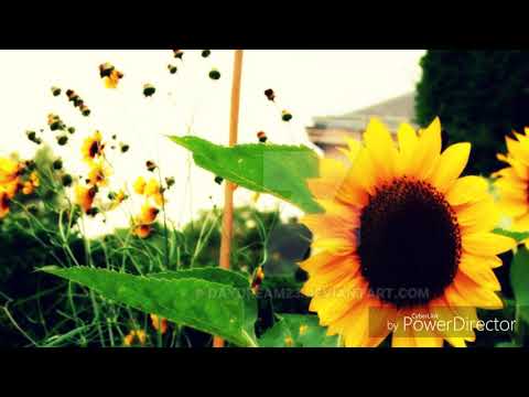 Flying Snails-rules and ruin