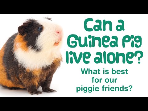 YouTube video about: Can guinea pigs freeze to death?