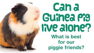 Can a GUINEA PIG live ALONE | What to Do AFTER ONE DIES | Do Guinea Pigs Get LONELY?