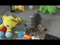 French Bulldog dogs for sale: Denim - Video 1