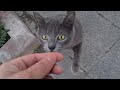Poor Pregnant Gray Cat Is So Hungry
