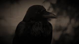 Cosmic Plunge - A Kind Heart Cannot Endure - video