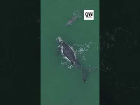 Drone flagra golfinho ao lado de filhote de baleia em Santa Catarina