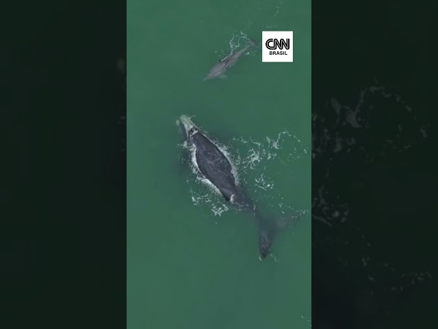 Drone flagra golfinho ao lado de filhote de baleia em Santa Catarina