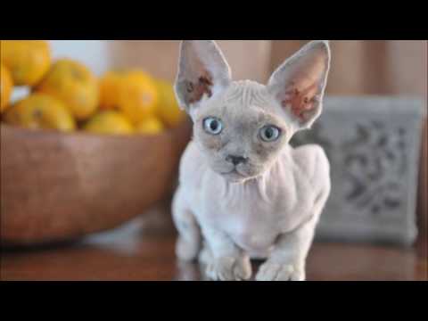 Lily Cats - Albert de Paname