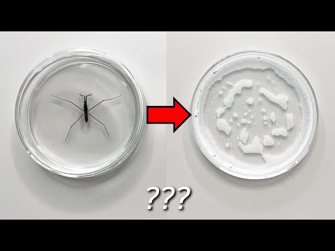 What happens if you put Water Striders in soapy water?