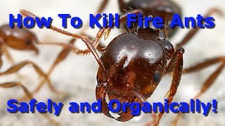 The Best Way To Organically Kill Fire Ants!