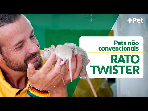 RATOS SÃO SUPER INTELIGENTES! | CANAL MAIS PET