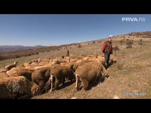 EXPLOZIV - Ako neko poželi da se bavi ovčarstvom, mora znati sve šta ga čeka! | PRVA