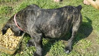 Video preview image #3 Mastiff Puppy For Sale in FULTON, NY, USA