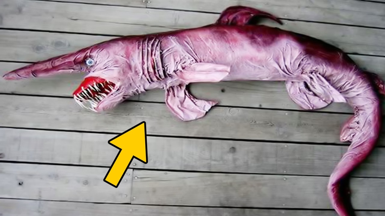 Top 10 Animais que Você Não Vai Acreditar que Existam!!!! Você vai Ficar de Queixo Caído !