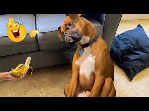 The Funniest Dog of 2026 So Far 😂 NEW Funny Dog Videos