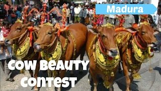 preview picture of video 'Cow Beauty Contest - Madura - East Java'