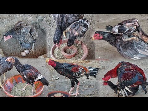 Hen Hatching 11 Eggs || Only One Baby Hatched Out Of Eleven Eggs || Chicken Baby Growth Video