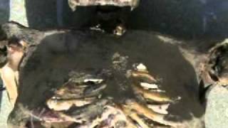 Sopor Aeternus-Ich wollte hinaus in den Garten