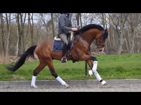 Pellegrino I&S Asgard's Ibiza x Fürstenball