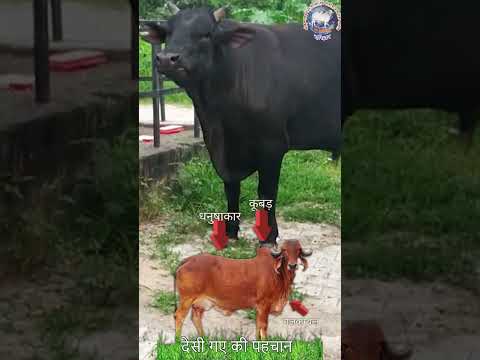 About Krishnayan Video Thumbnail