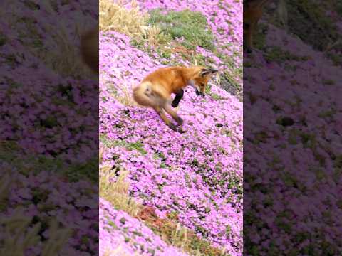 Red Fox Kit Zoomies! #shorts