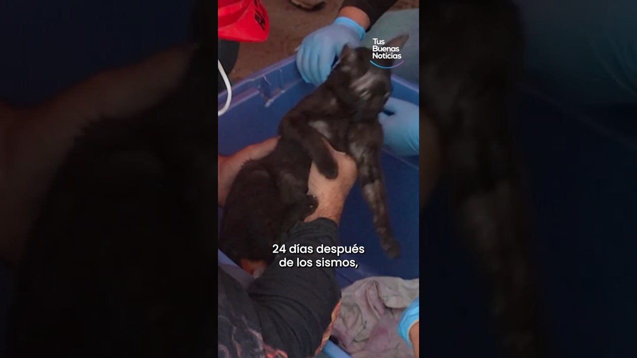 Rescatan a gatito 24 días después de los terremotos en Venezuela