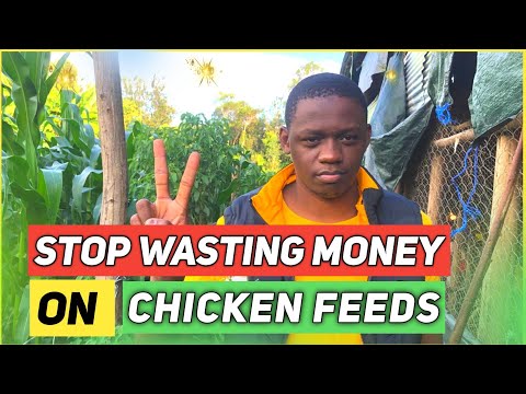 How To Save Money On Chicken Feeds