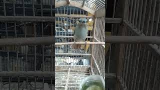 Download lagu burung selendang biru betina#@ mp3