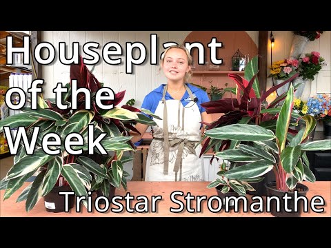 Triostar Stromanthe - Houseplant of the Week