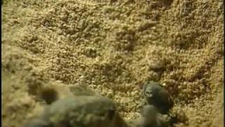 New Caledonia Travel Doc  Part 04