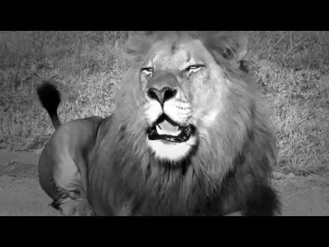 Gsezhlos - LeueBluet Video-Snippet (feat.Summer Cem,Blokkmonsta,Eko Fresh)