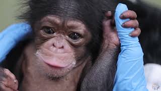 Stevie Chimpanzee update at Zoo Knoxville