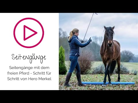 Seitengänge mit dem freien Pferd - Schritt für Schritt Anleitung mit Hero Merkel