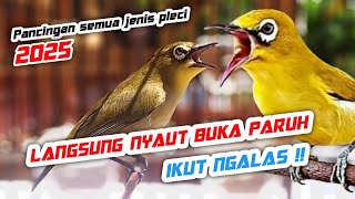 Download lagu Terapi Pleci Agar Buka Paruh - Semua Jenis Pleci pasti Ikut Bunyi Ngalas Nembak mp3
