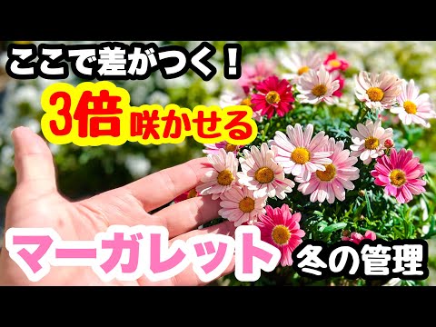 冬に庭で馬糞を使用するにはどうすればよいですか？利点、アドバイス、使用方法  庭園
