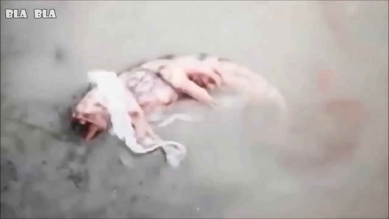 【奇妙】変な生き物！何だこれは！説明つかない画像が･･･【怪奇】