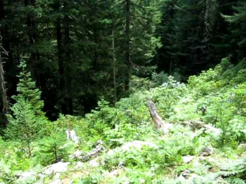 West Coast Airlines Flight 956 Crash Site Oregon N9101