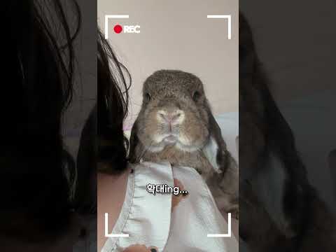 주말 아침을 귀엽게 시작하는 법